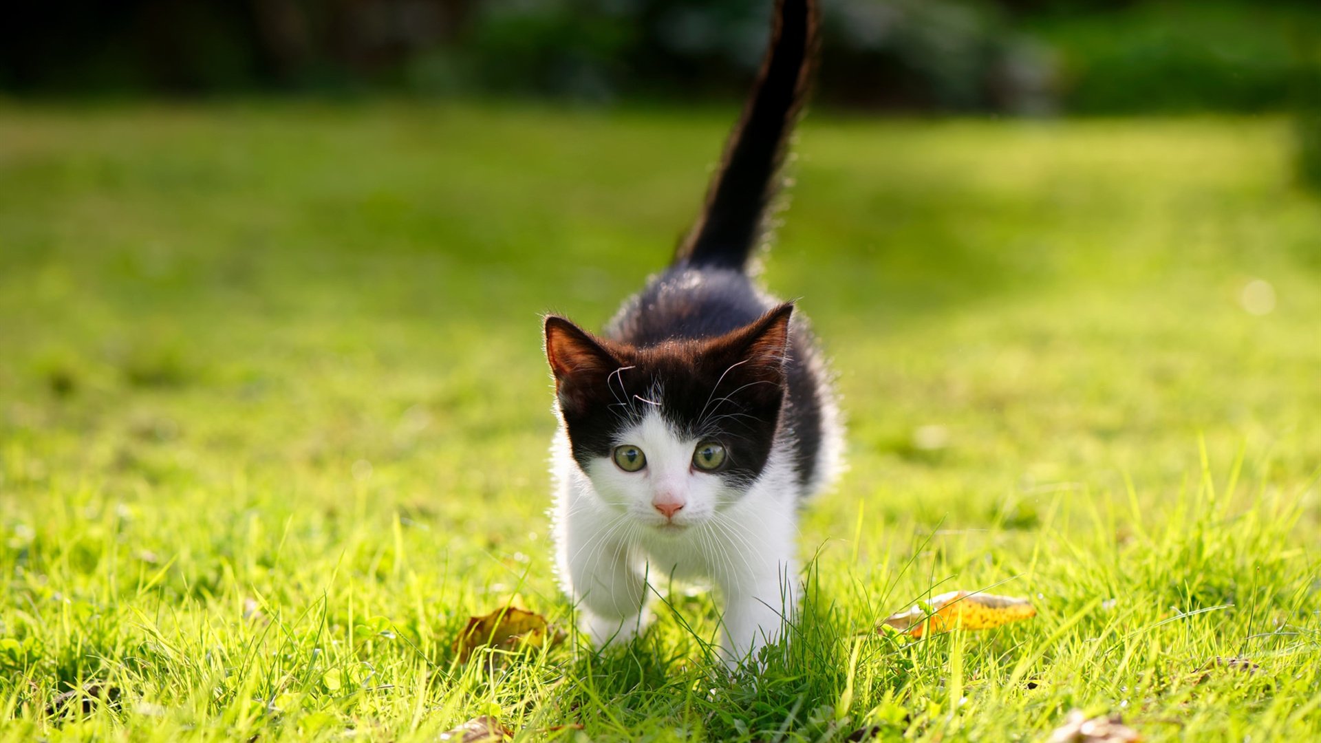 “德甲最后阶段,豪门全员拼搏争冠军”,德甲榜首