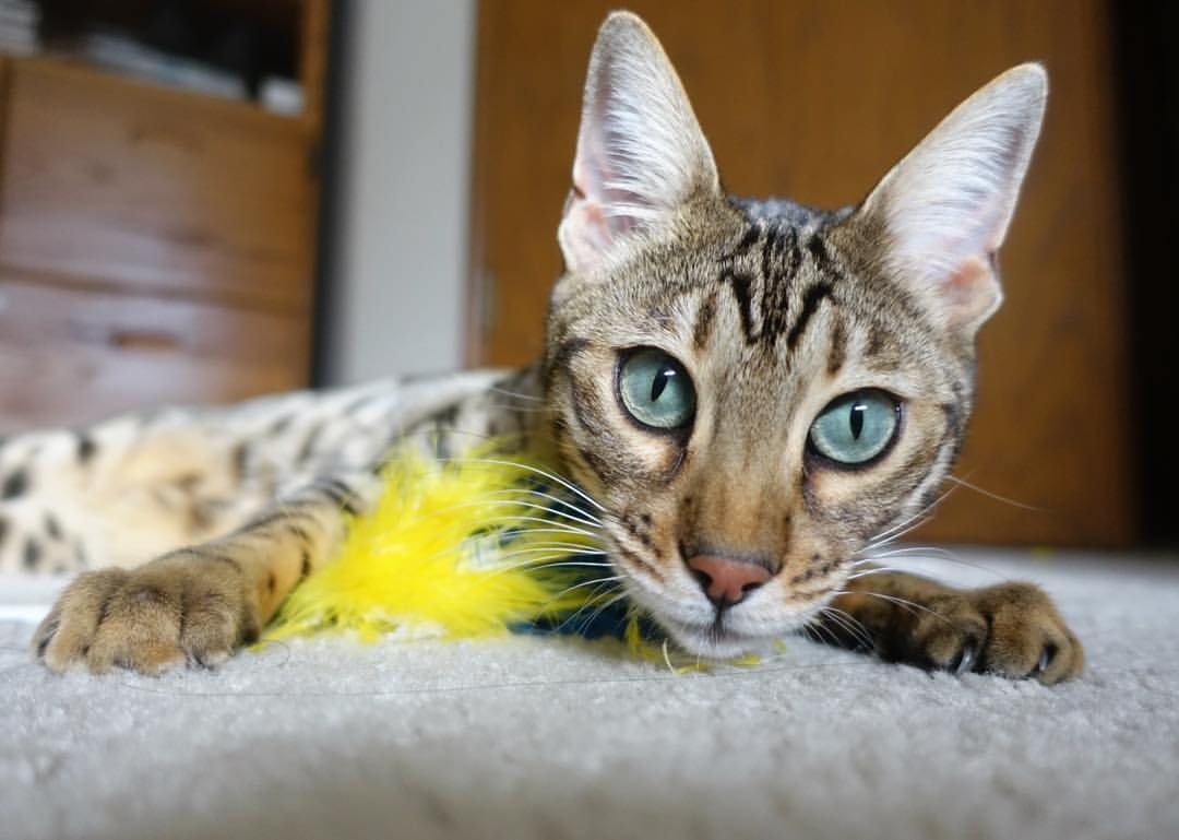 “英超跌宕起伏,比赛结果难以预料”,英超赛程集锦