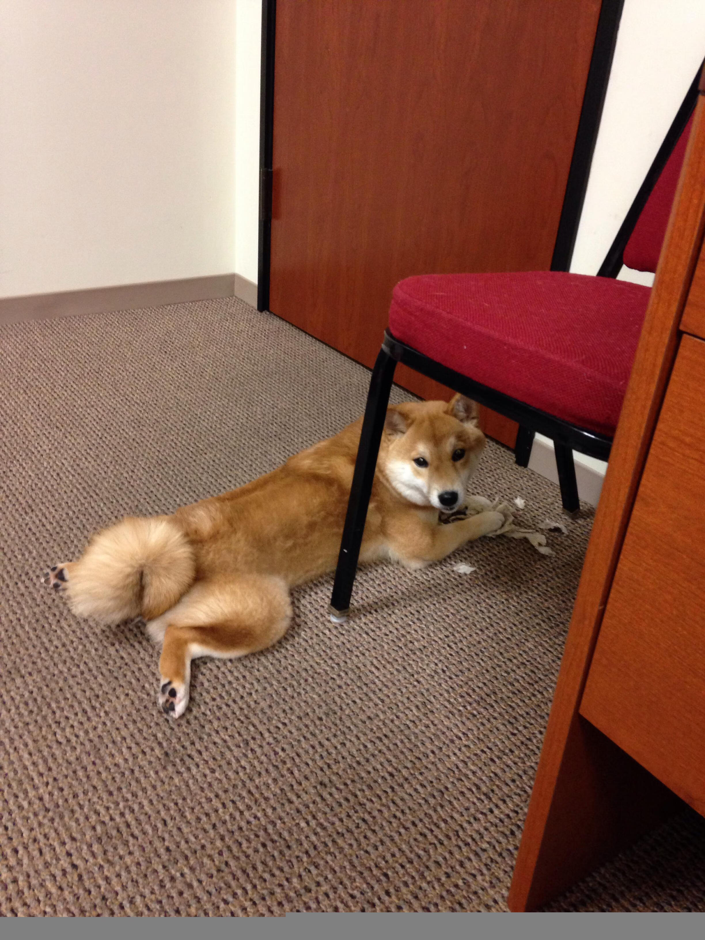 大满贯:哪位球员最有可能同时拿到“得分、助攻、篮板、盖帽”四项全能荣誉?