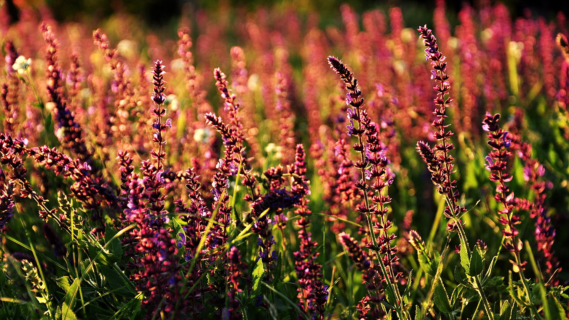 复出在即:明星球员逐渐康复,期待归来!,明星复出有多心酸