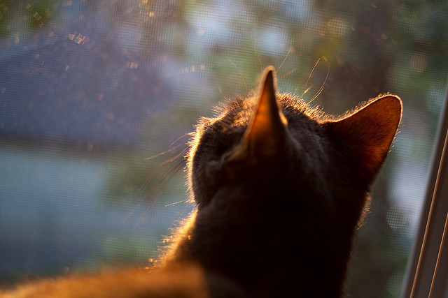 开云中国-炉石传说 职业选手战术创新，炉石传说 职业选手战术创新怎么获得