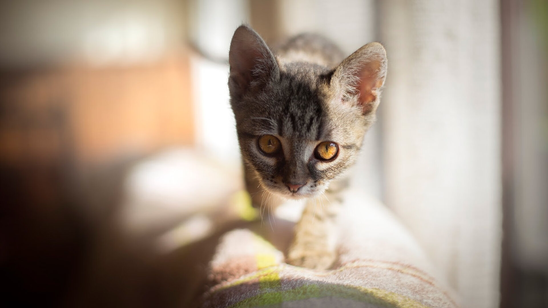 kaiyun登录入口-英超激战士气高昂，精彩进球与战术创新齐飞，英超精彩进球集锦