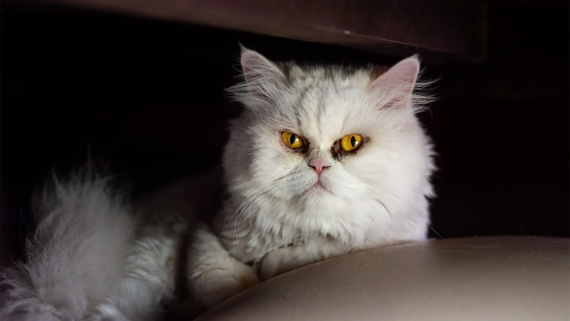 kaiyun登录入口-赛季后半段，蒂伊单场得到40+分，成为球队的“绝对核心”!，《伊蒂》