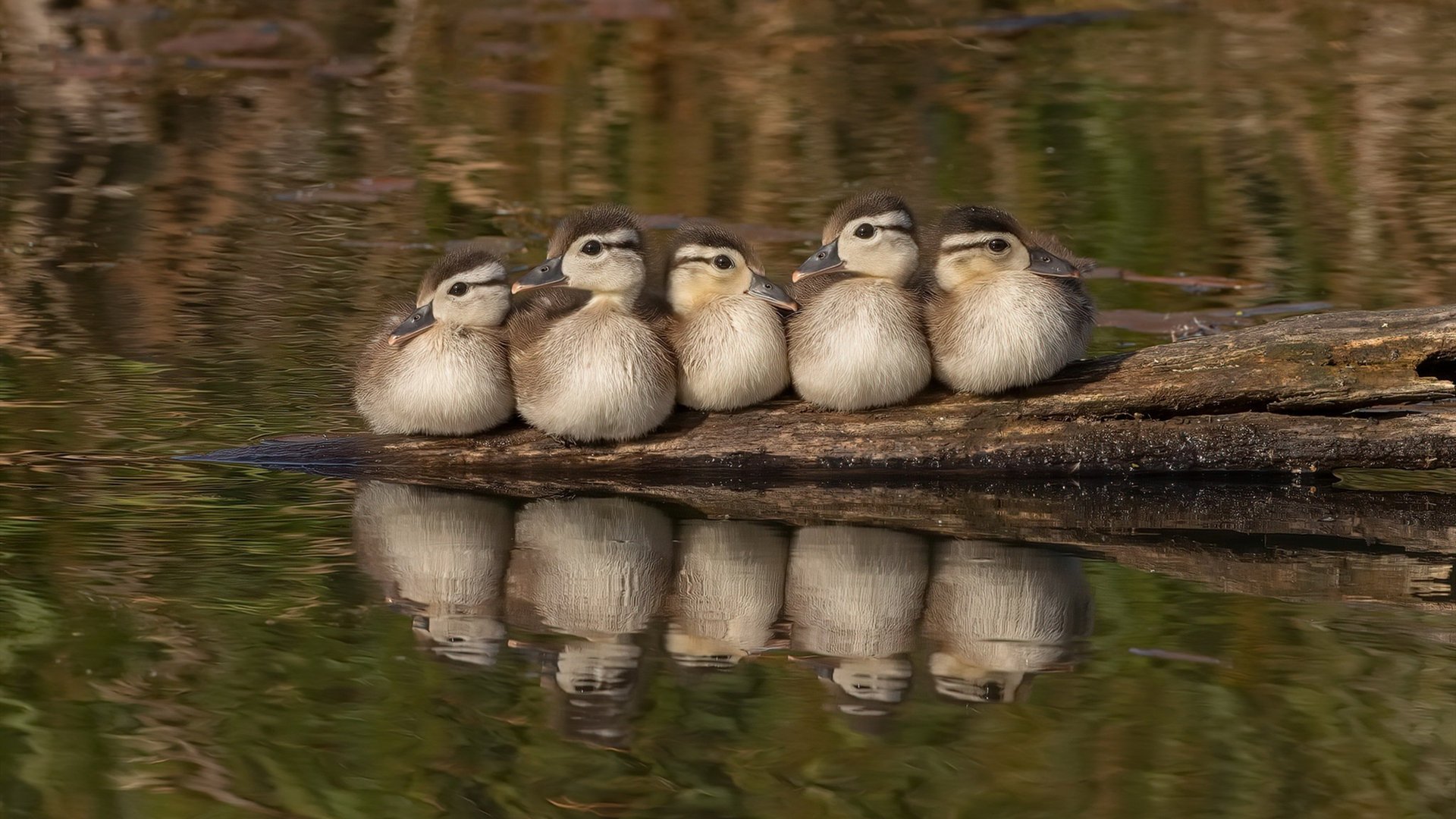 LCK赛季关键对决前瞻,lck赛季关键对决前瞻在哪看