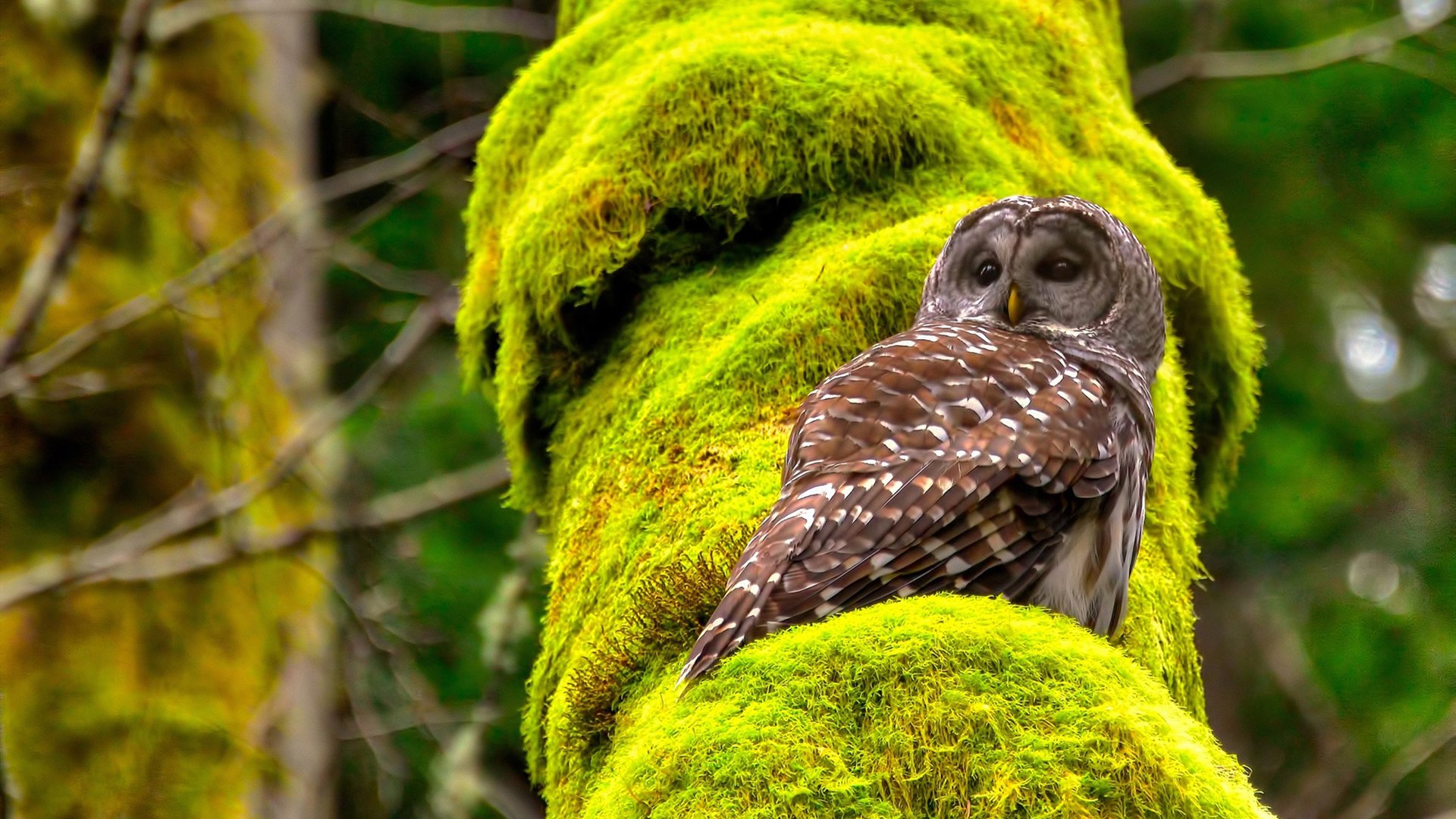 开云·体育官网-川崎前锋队长续约成功，川崎前锋首发阵容