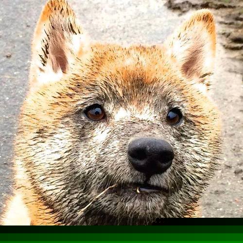 法兰克福球员展现出强大实力，轻松击败对手，足球法兰克福