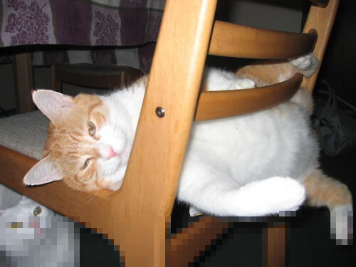 开云中国-福建豹发力球员身体素质显著增强，福建豹发力阵容