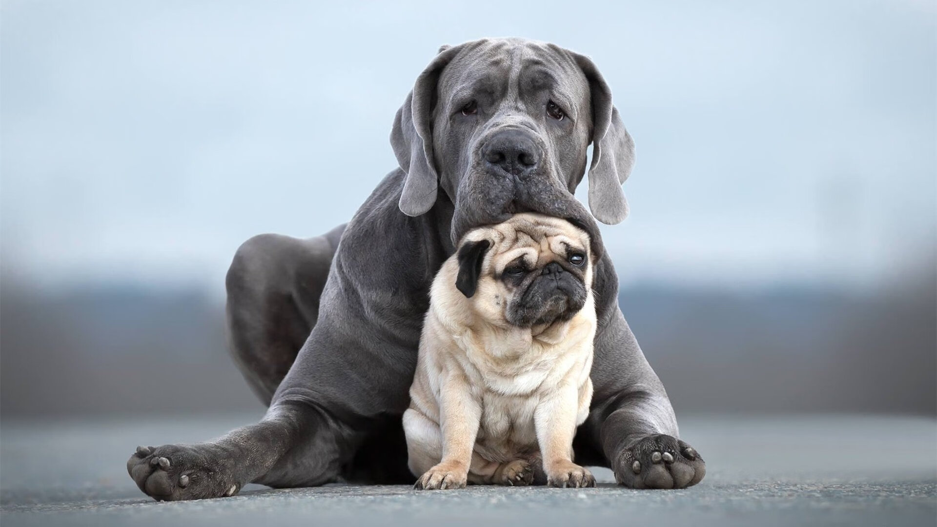 开云中国-莱斯特城与阿森纳激战，展现竞争力，莱斯特城vs阿森纳天空体育前瞻