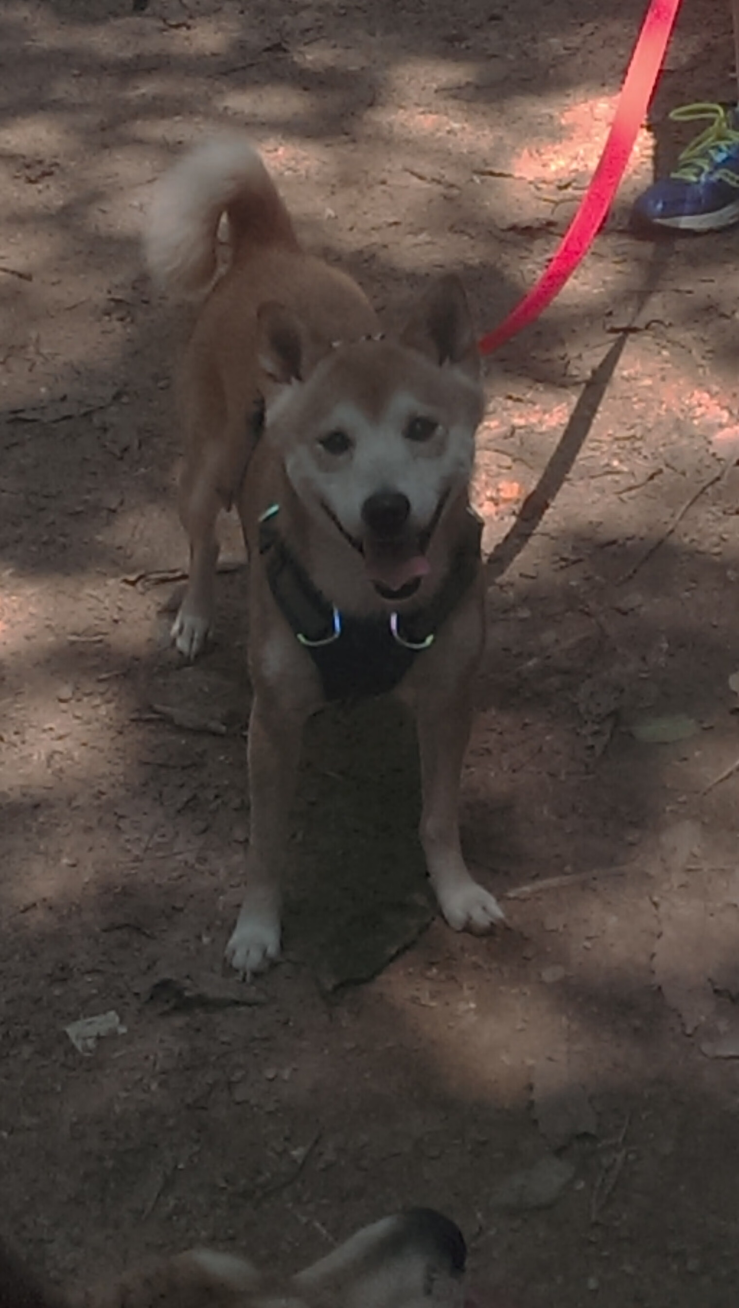 NBA联盟VR观赛技术在用户留存中的作用，vr看比赛