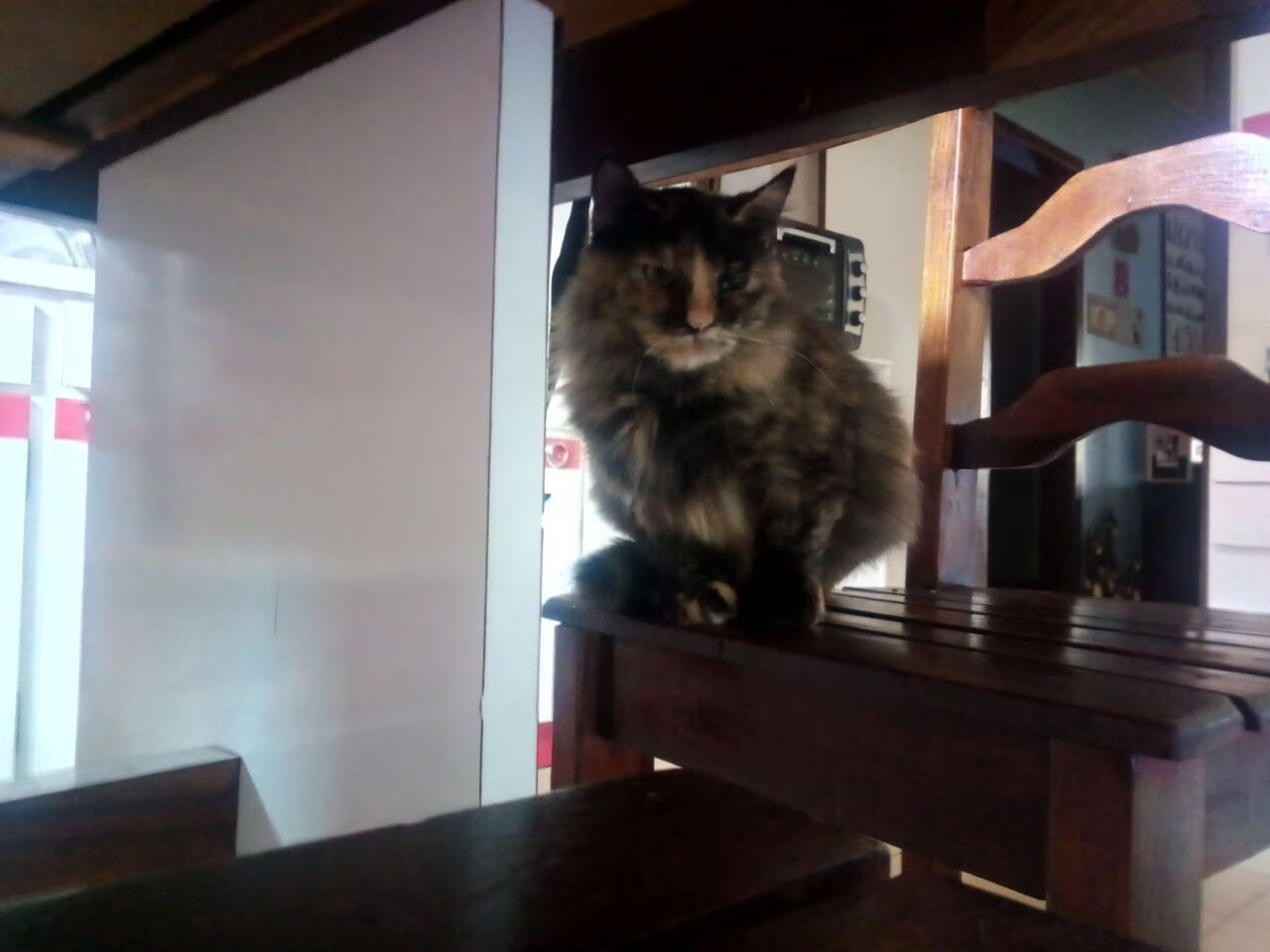 国际乒联混合团体世界杯:中国香港队如何克服困难取得优异成绩