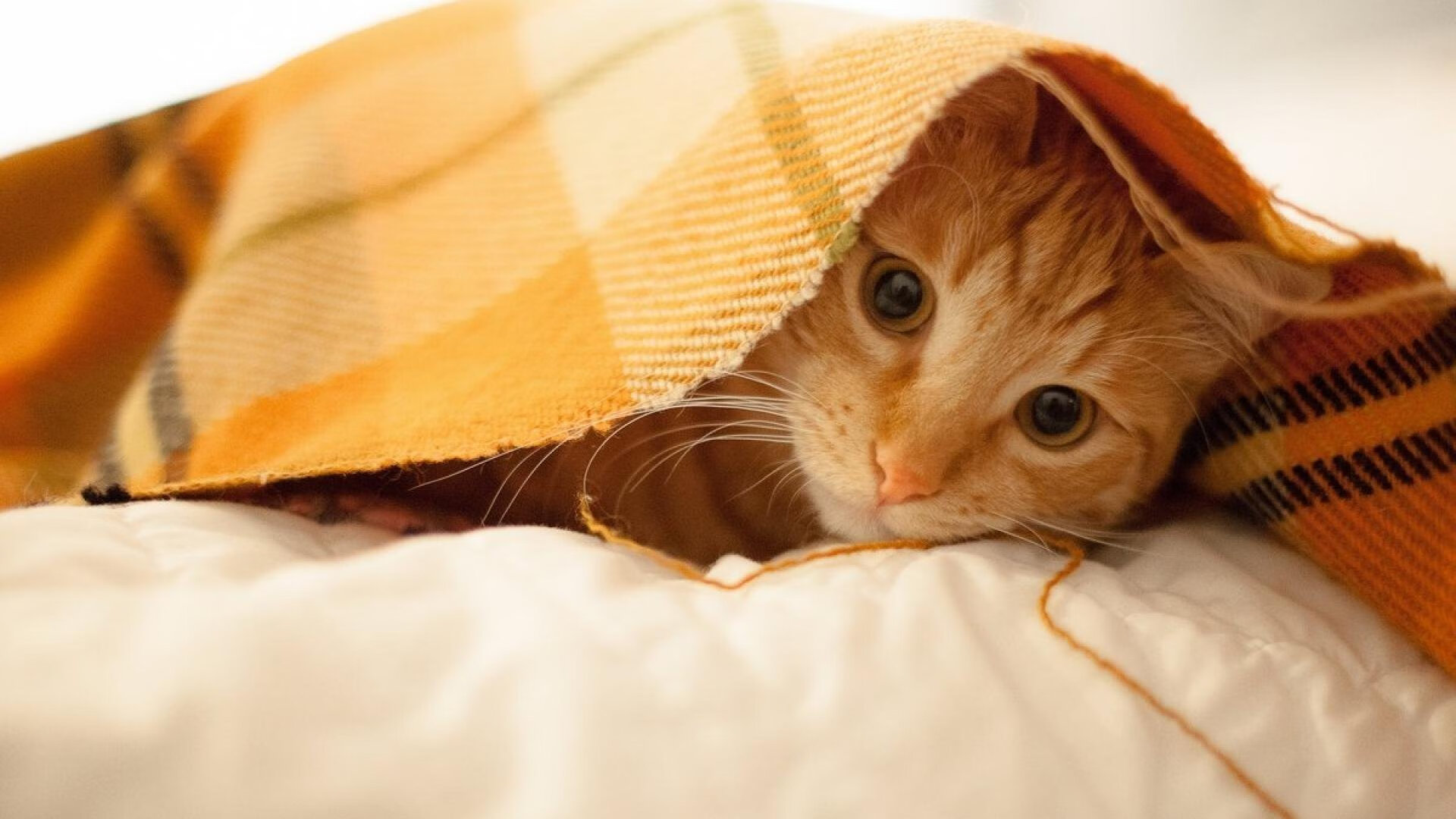 开云入口-深圳领航队加强赛场临场应变提高战术灵活性，深圳领航者队