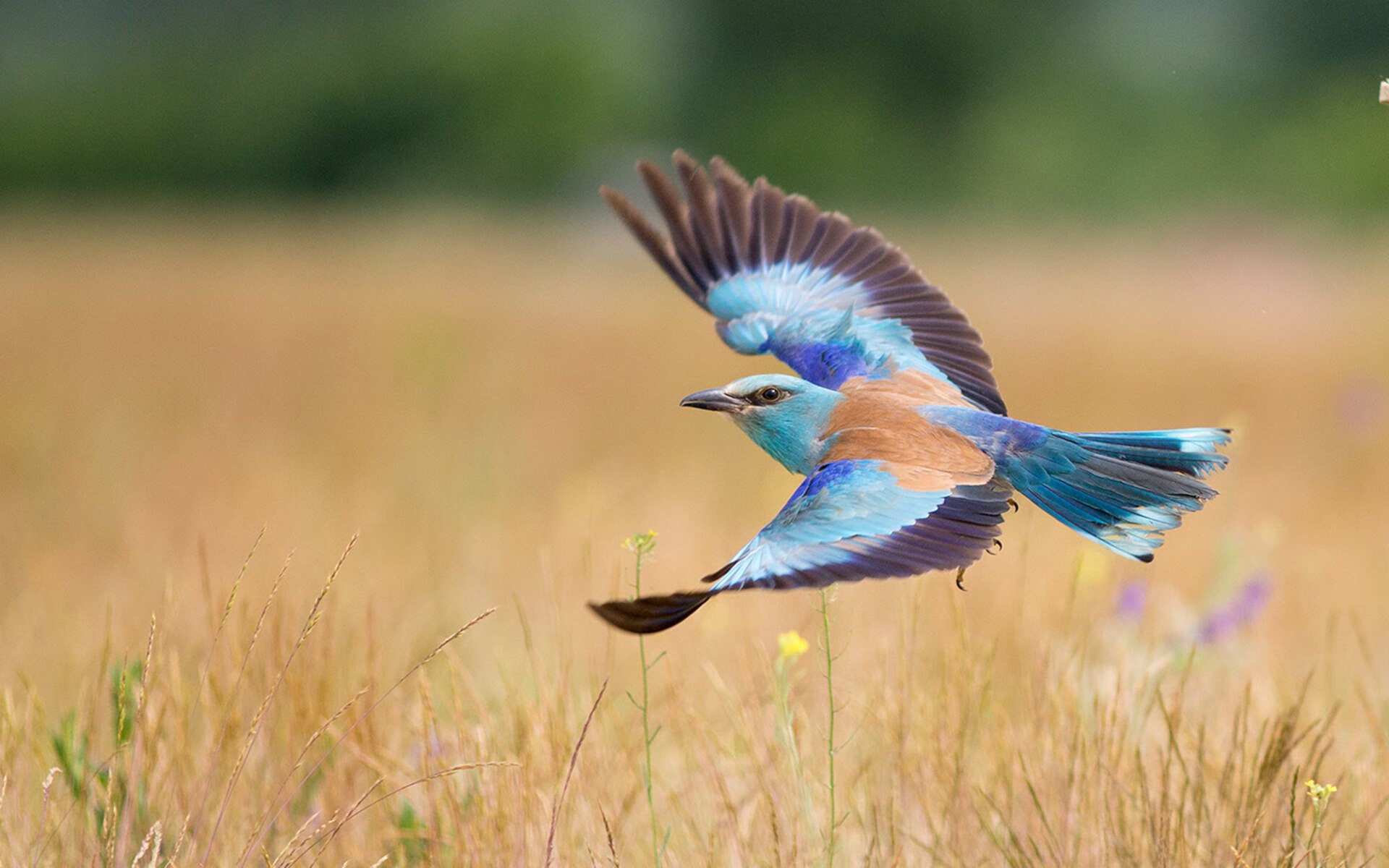 kaiyun开云·官方网站-瑞典乒乓球队战术剖析：精确发球与反击，瑞典著名乒乓球有哪些选手