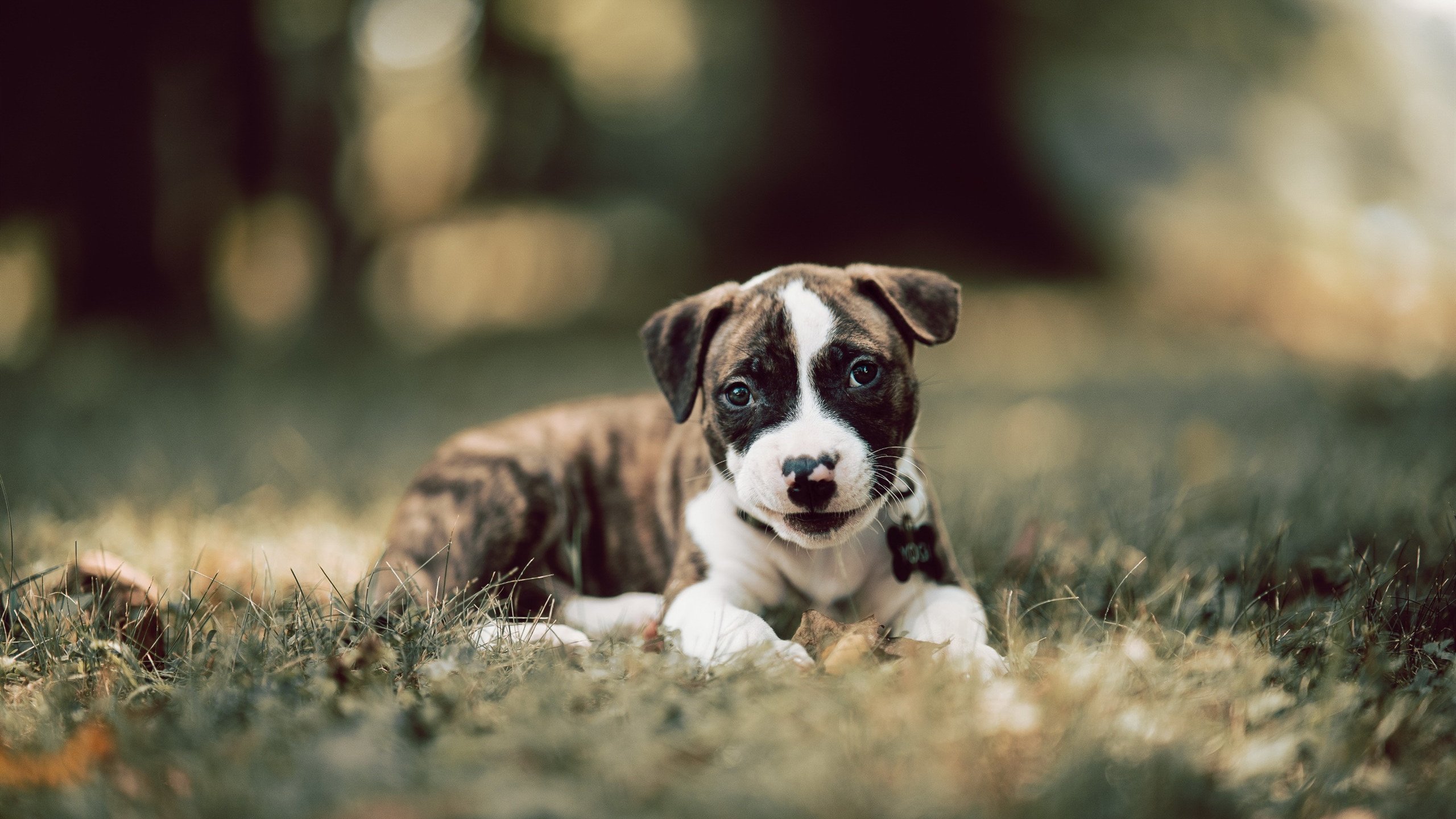 开云官网-乌克兰男篮在欧洲锦标赛中表现出色，争夺奖牌从未停歇，乌克兰晋级欧洲杯之路