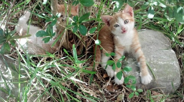 开云官方网页登录-体育场馆低碳改造工程稳步推进，体育场馆智能化改造
