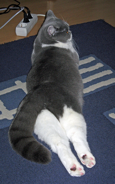 体育新闻中心通告校园体育创新案例征集计划,校园体育新闻报道