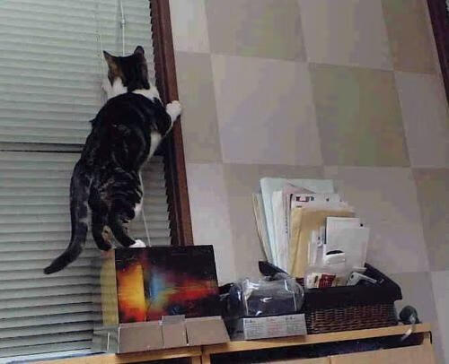 开云网站-张雨霏通过虚拟现实模拟比赛场景，张雨霏4x200比赛完整视频