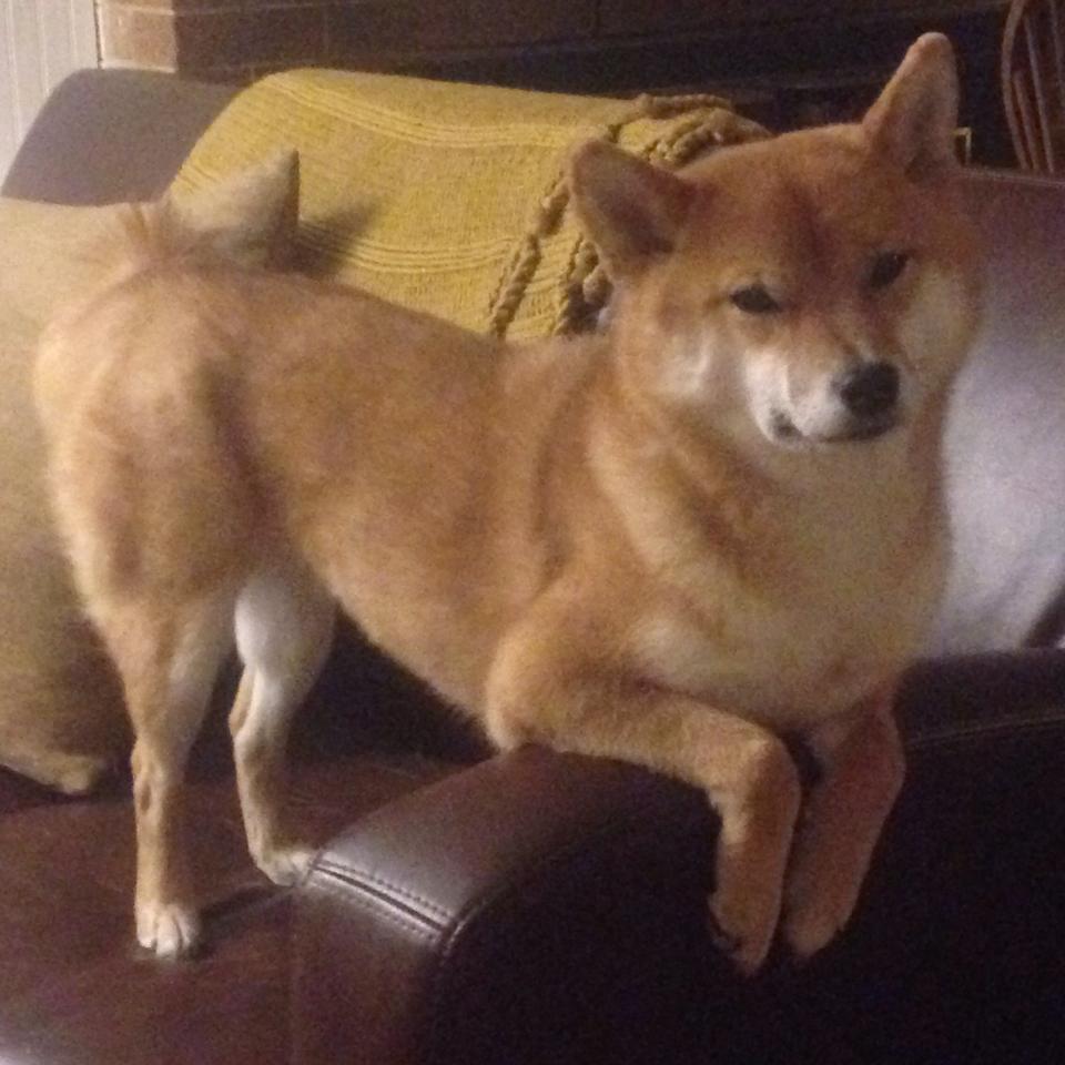 张雨霏通过虚拟现实模拟比赛场景,张雨霏4x200比赛完整视频