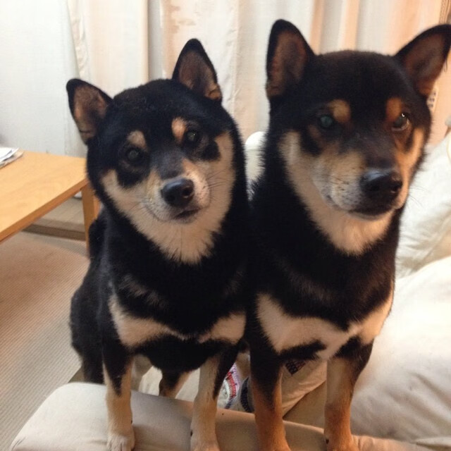 法国橄榄球新兴力量崛起,能否击败世界顶级球队?,法国橄榄球大片