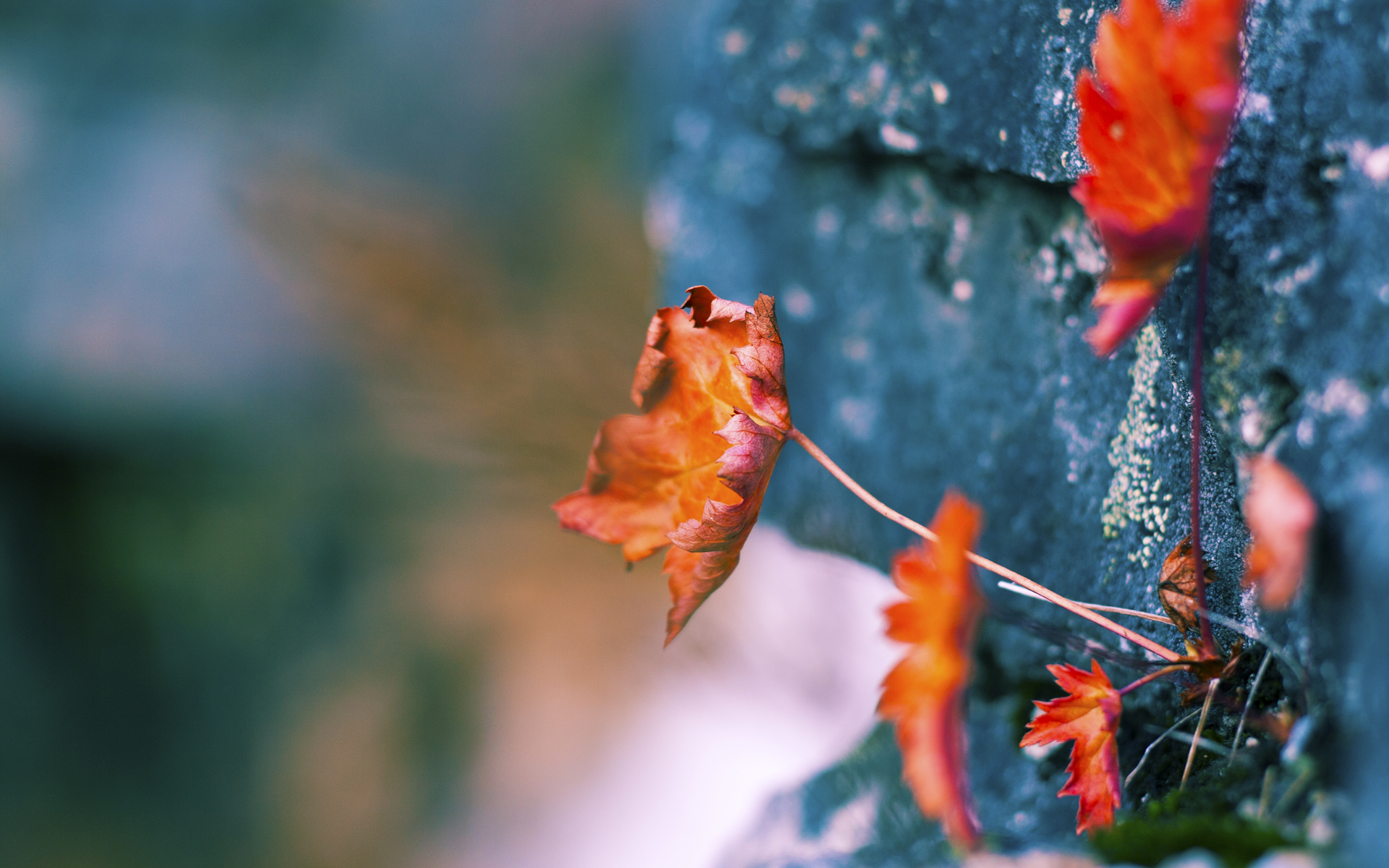 独行侠一战砍下三双引全网讨论,独行侠战绩