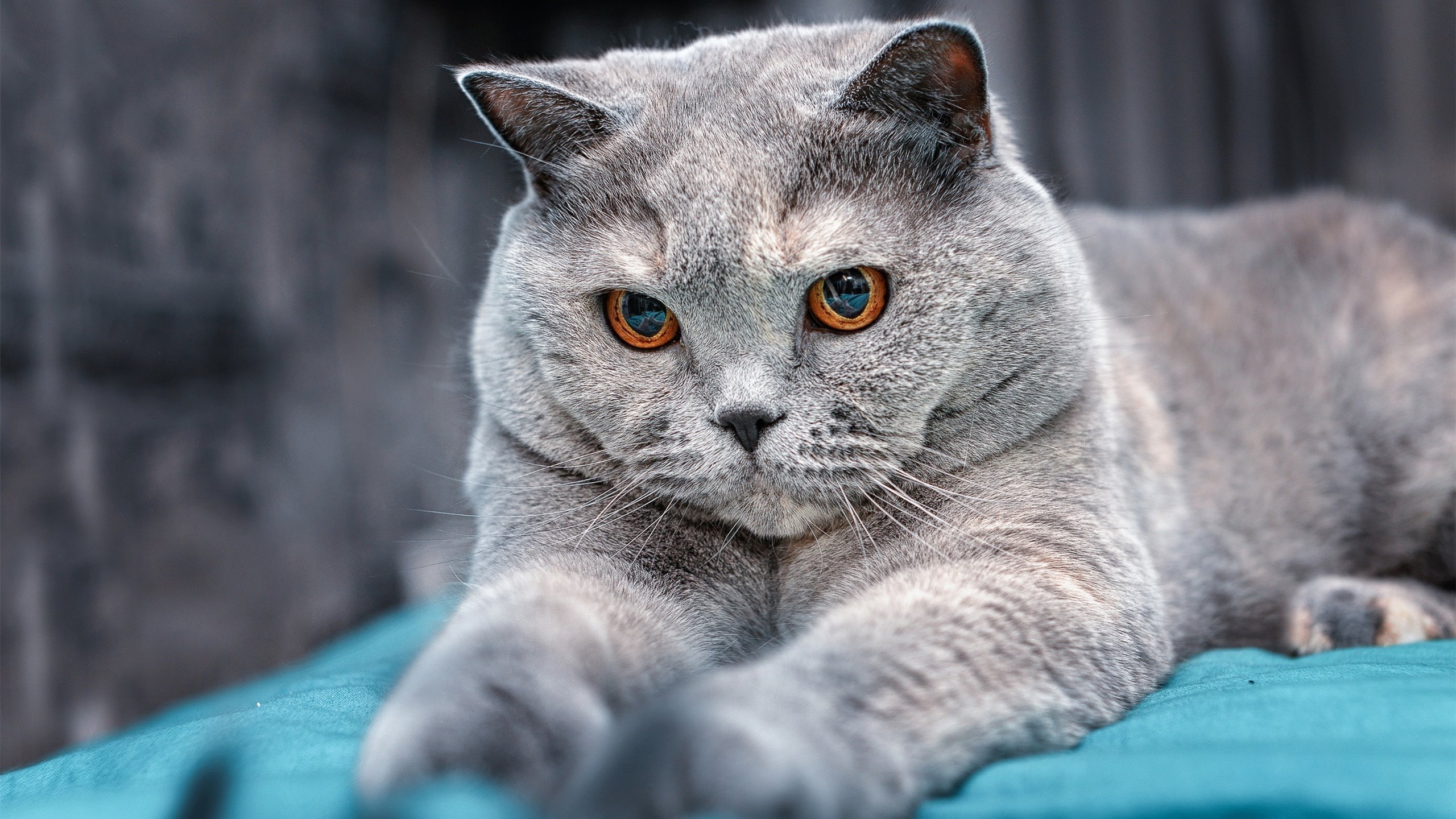 开云中国大陆-艾比·德尔福：防守中的“扫雷者”，清除所有对方威胁