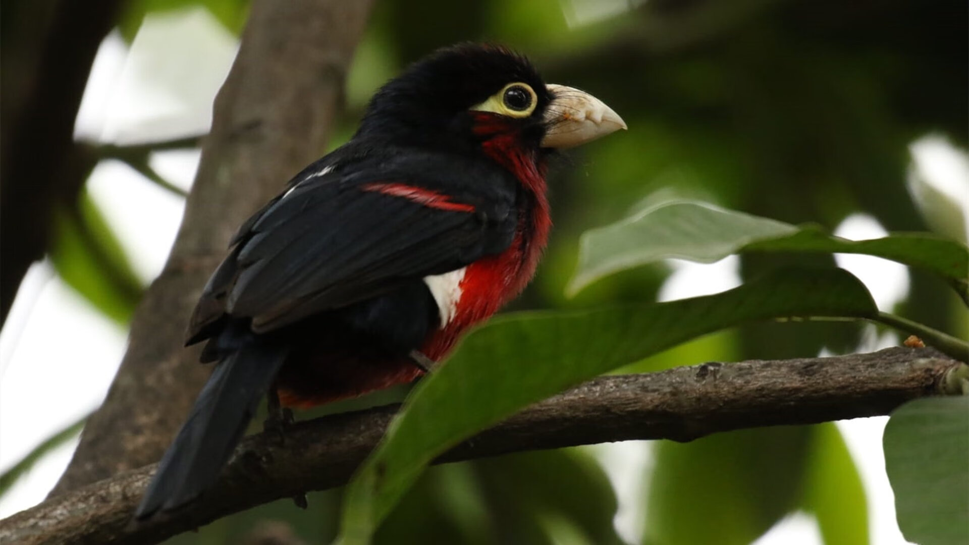 开云平台-西班牙青年队在欧洲青年赛事中表现亮眼，潜力无限